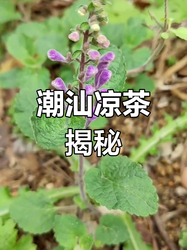 潮汕凉茶:大叶半枝莲与韩信草的独特魅力