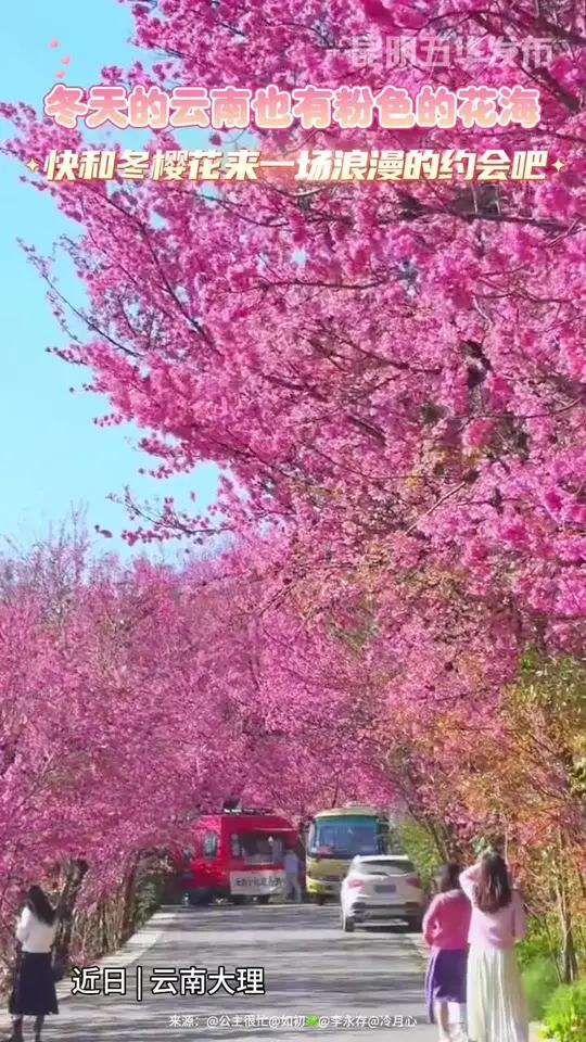 冬天的云南也有粉色的花海