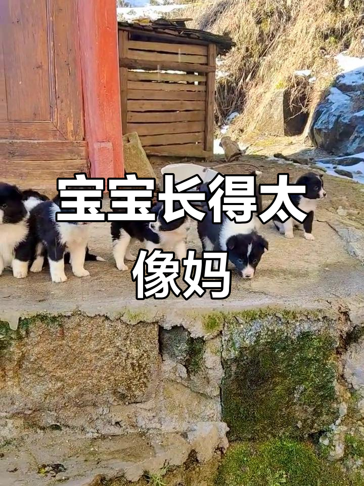 爸爸是土狗,妈妈边牧混血宝宝像极了妈妈