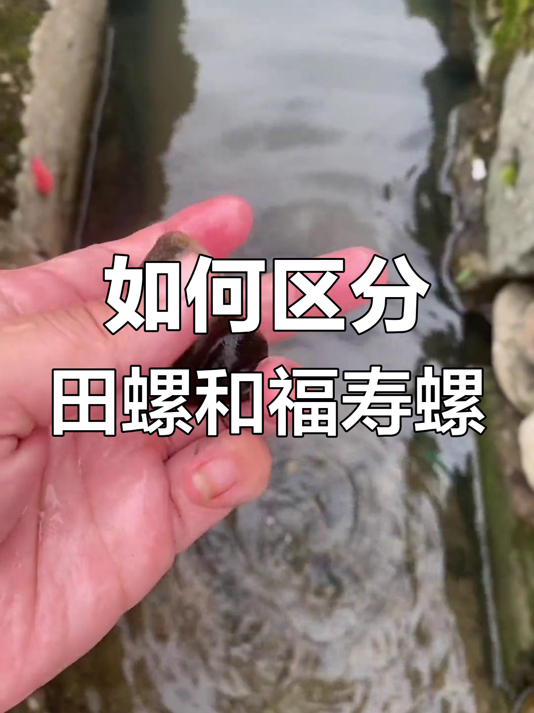 福寿螺为什么不能吃,误食后可能引发哪些健康问题?为什么在线