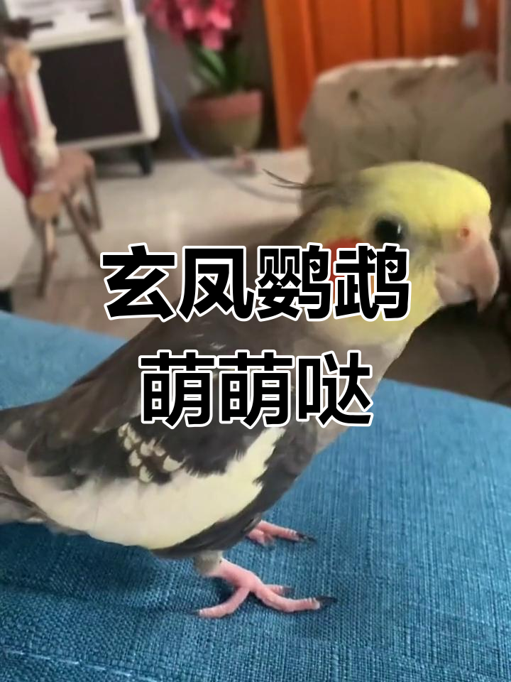 玄凤鹦鹉鸟叫声图片