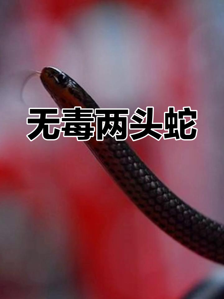 两头蛇,小巧无毒,几乎不具攻击力