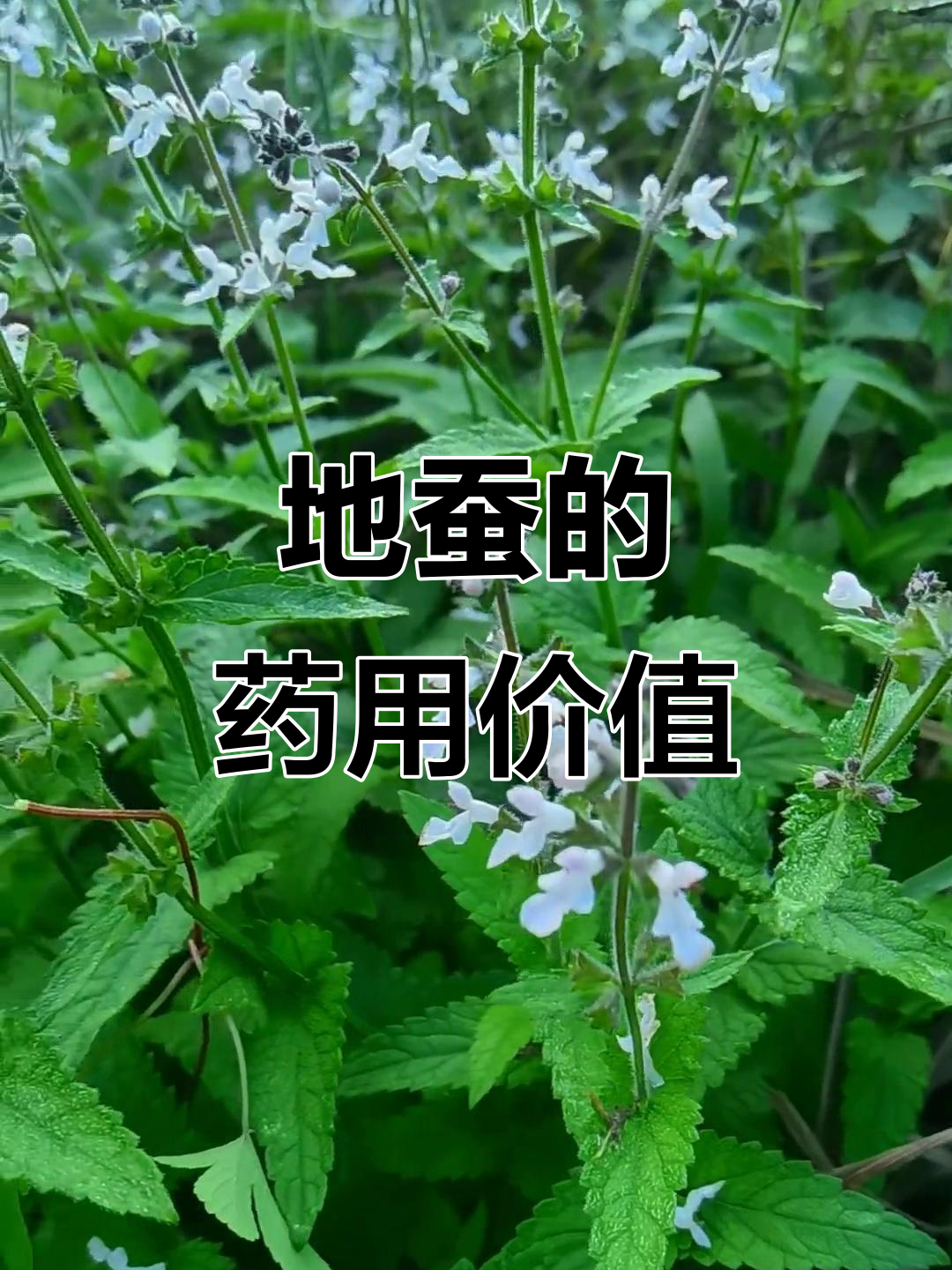 地蚕5月开花,草本植物块茎入药