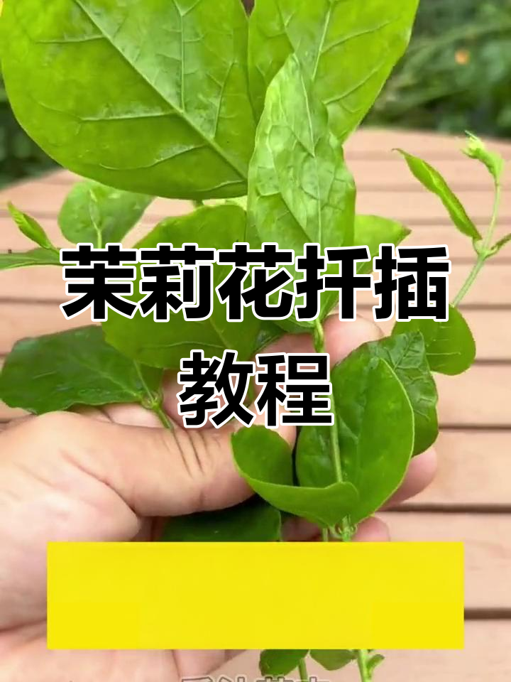 茉莉花枝条扦插技巧,轻松一盆变多盆