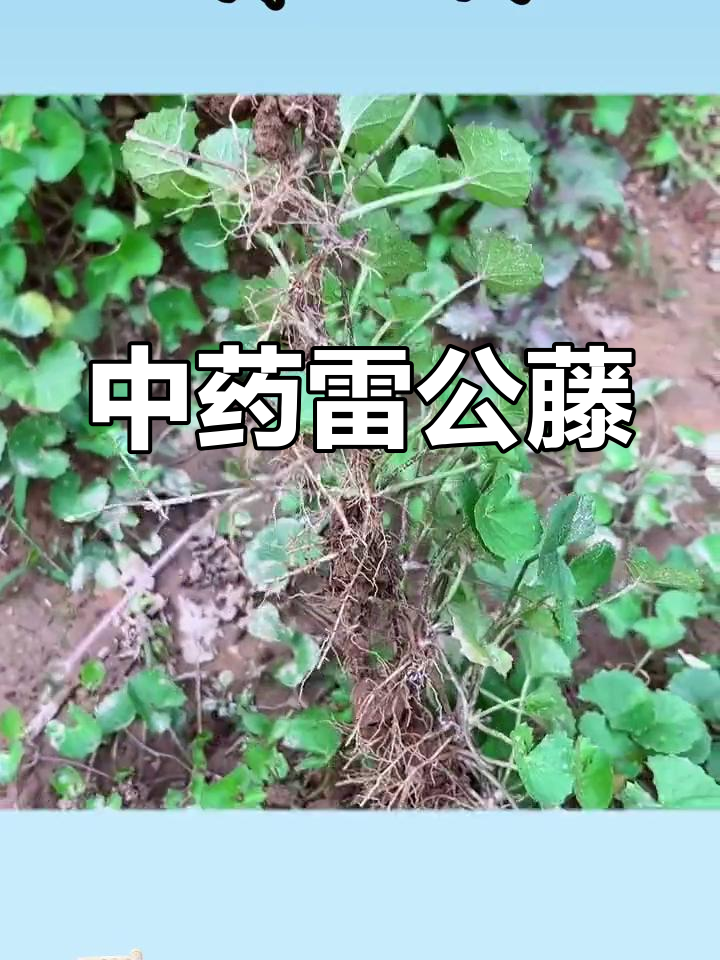 雷公藤,别名多,功效独特