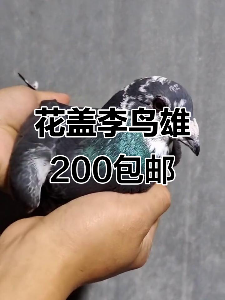 200元包邮!老品系花盖李鸟雄,信鸽赛鸽新宠