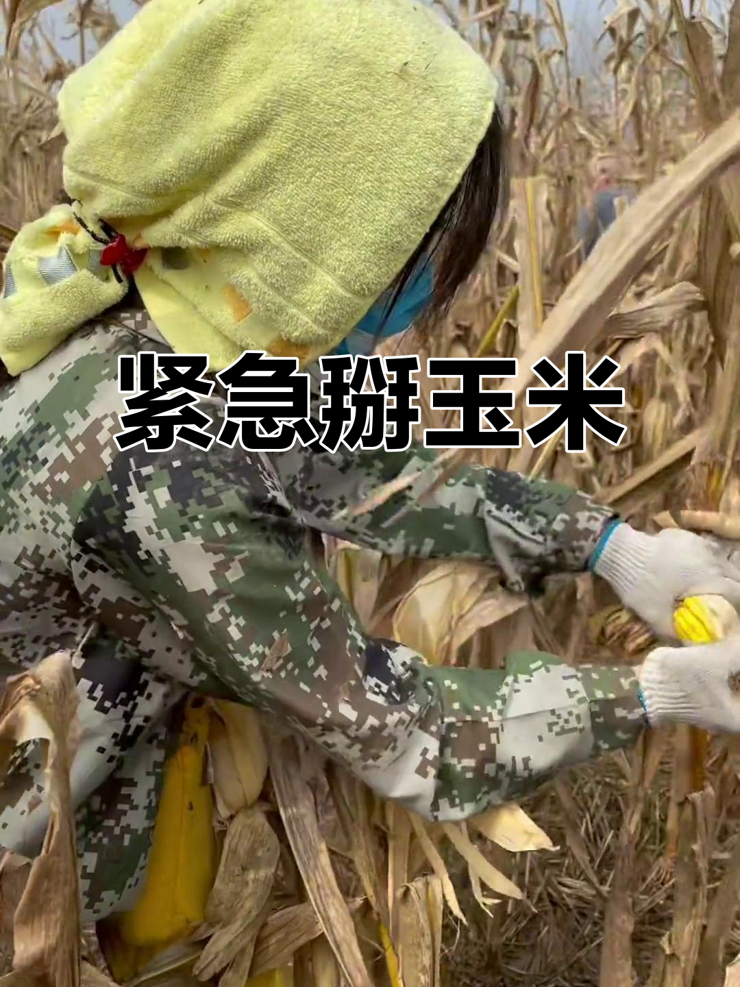 国庆假期忙掰玉米,雨后赶紧动手,不然全发芽了!