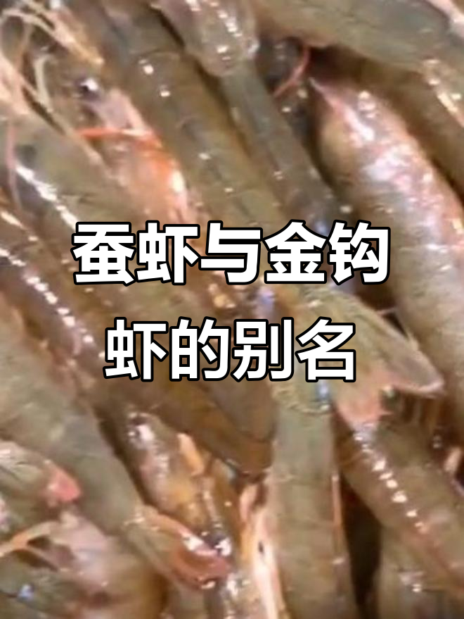 温州叫蚕虾,宁波称金钩虾,还有其他别名吗?