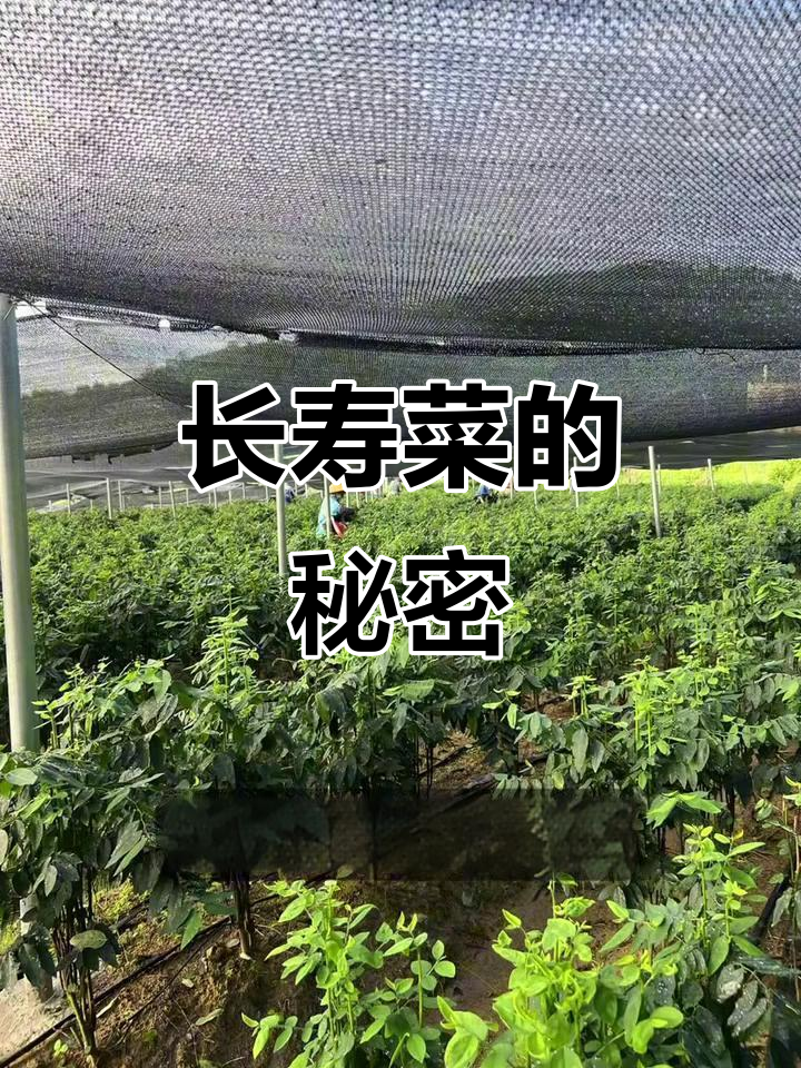 热带蔬菜菜:营养丰富,口感爽脆的"长寿菜"