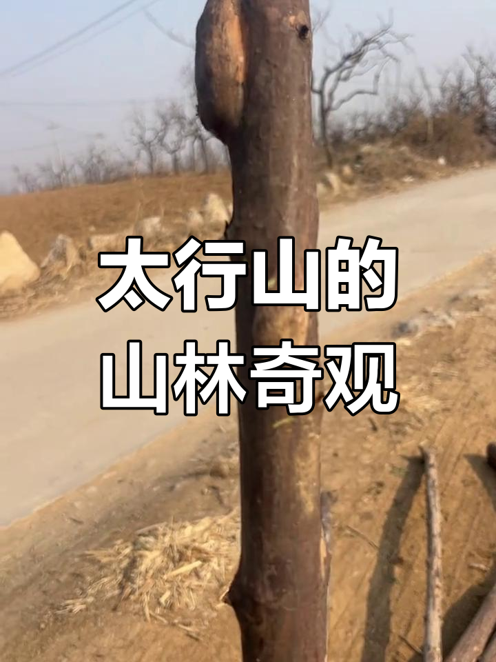 太行山北对节木,山谷中的金黄几子与鹰飞鱼舞