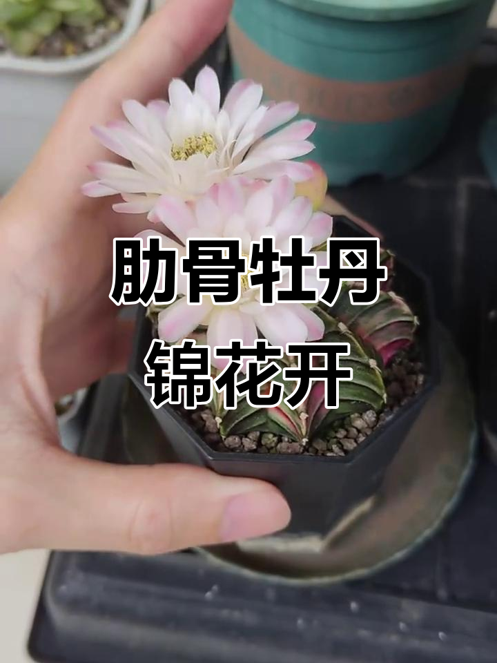肋骨牡丹锦开花全过程,美丽瞬间全纪录
