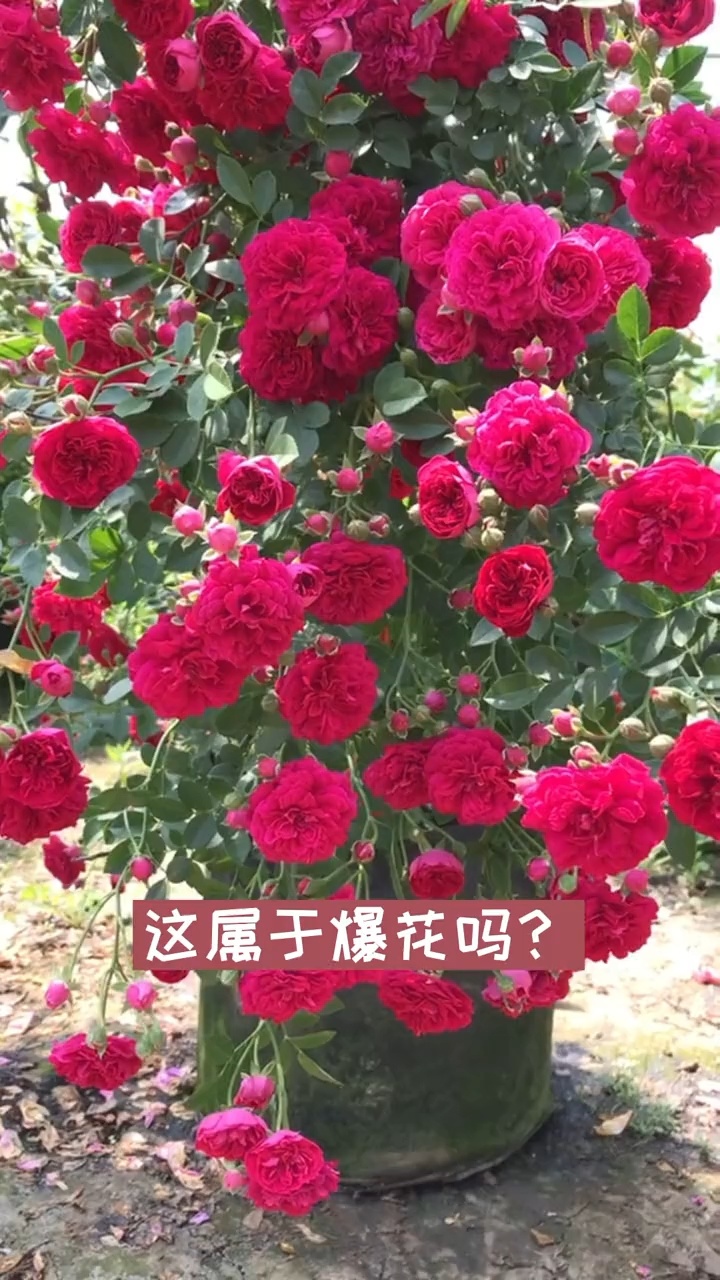 红罗莎莉爬藤月季,爆花的一款,花色漂亮