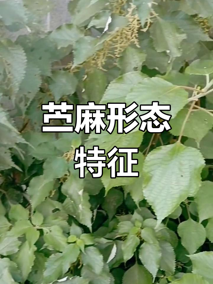 雌雄同株雌雄异株图片