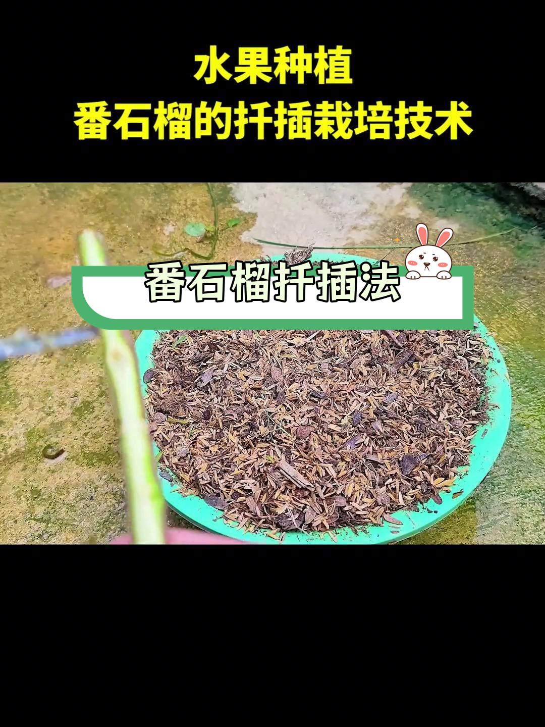 番石榴修剪种植图解图片