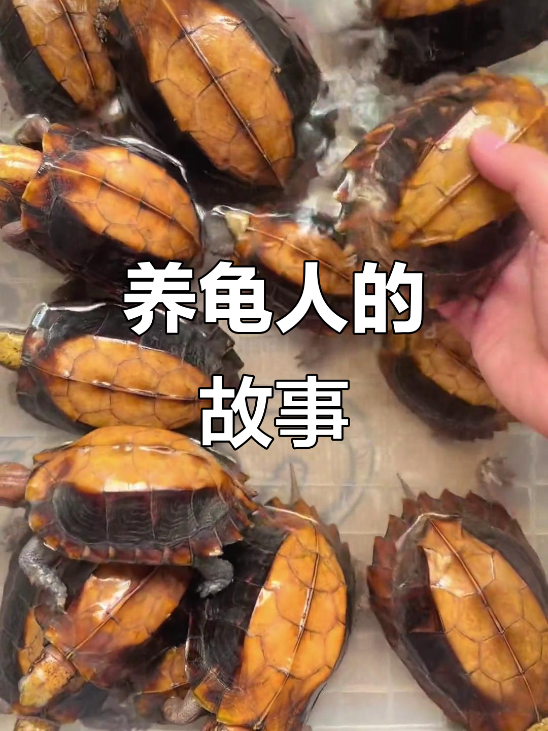 海南八角灵龟的人工繁殖与养护日常