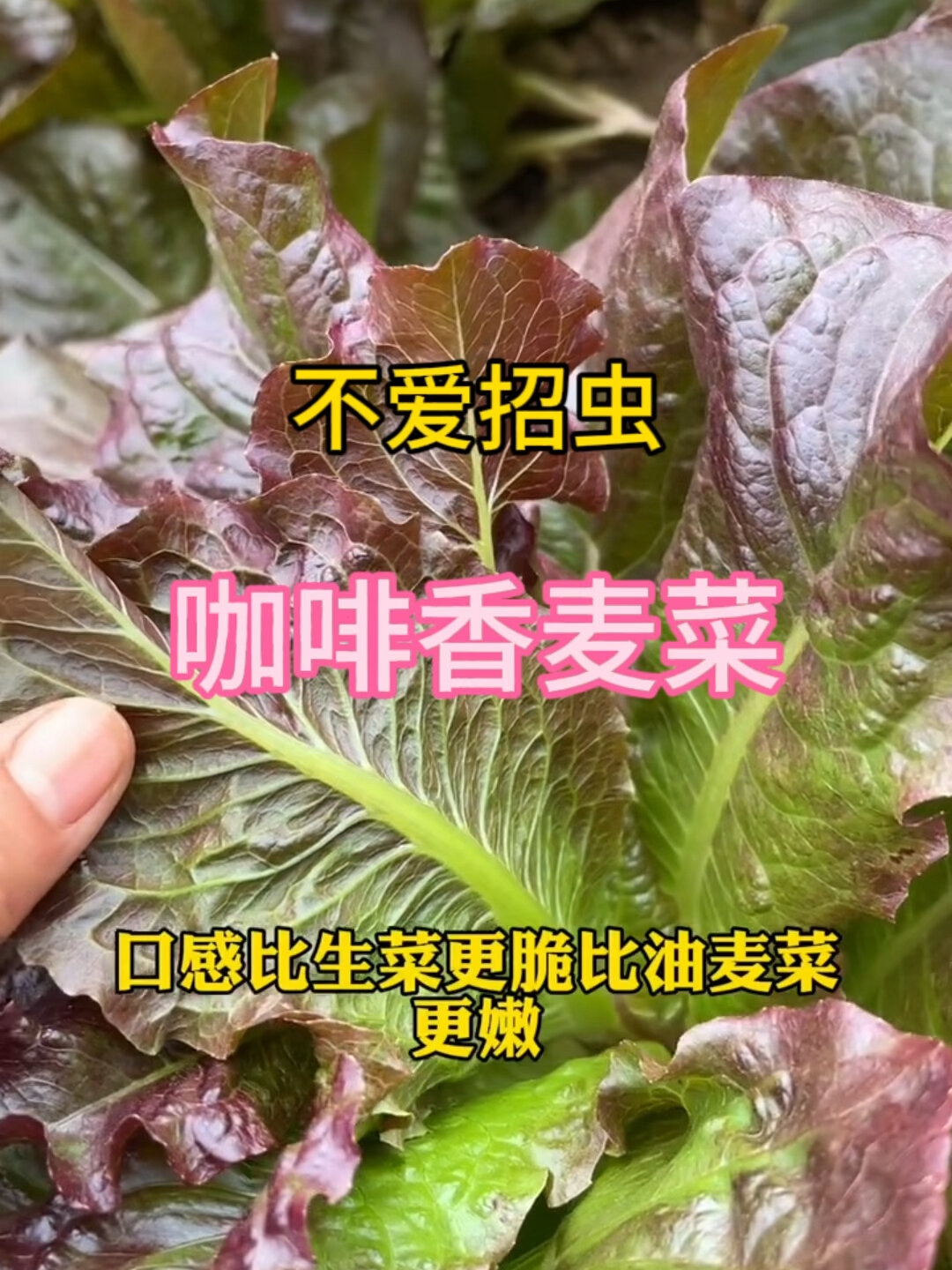 香麦菜嘌呤图片