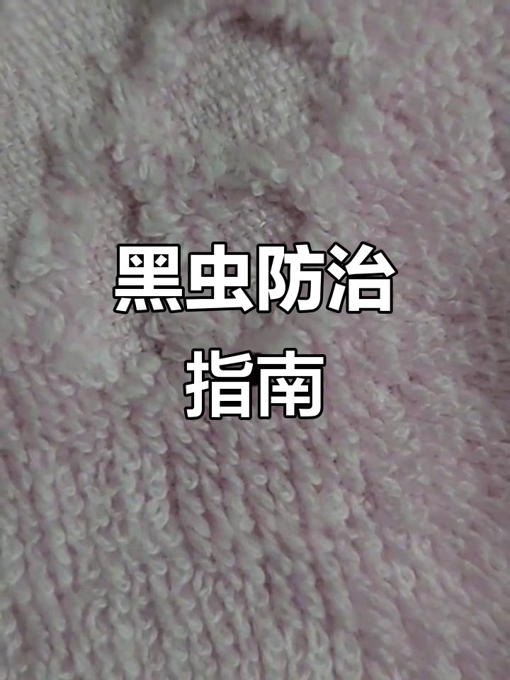 黑色虫子入侵?皮蠹危害丝毛制品,及时清除避免扩散