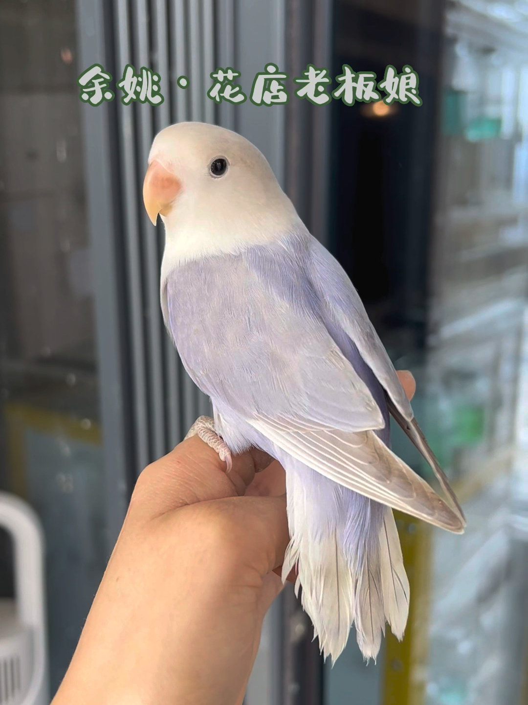 一物一拍·全国可发|手养亲人牡丹鹦鹉·紫薰