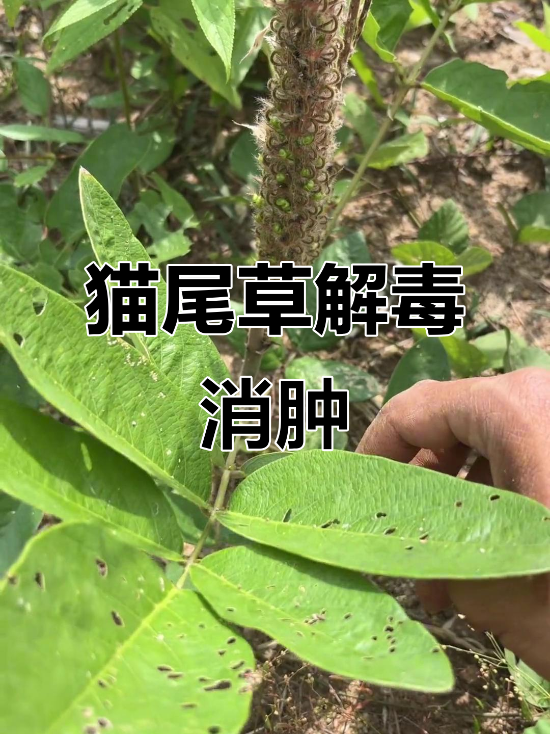 猫尾草的神奇功效,解毒消肿全搞定