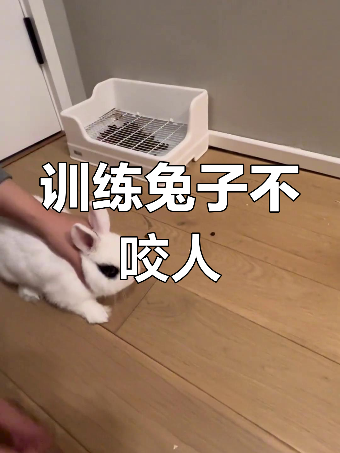 狗为什么要咬死别的幼崽百科在线