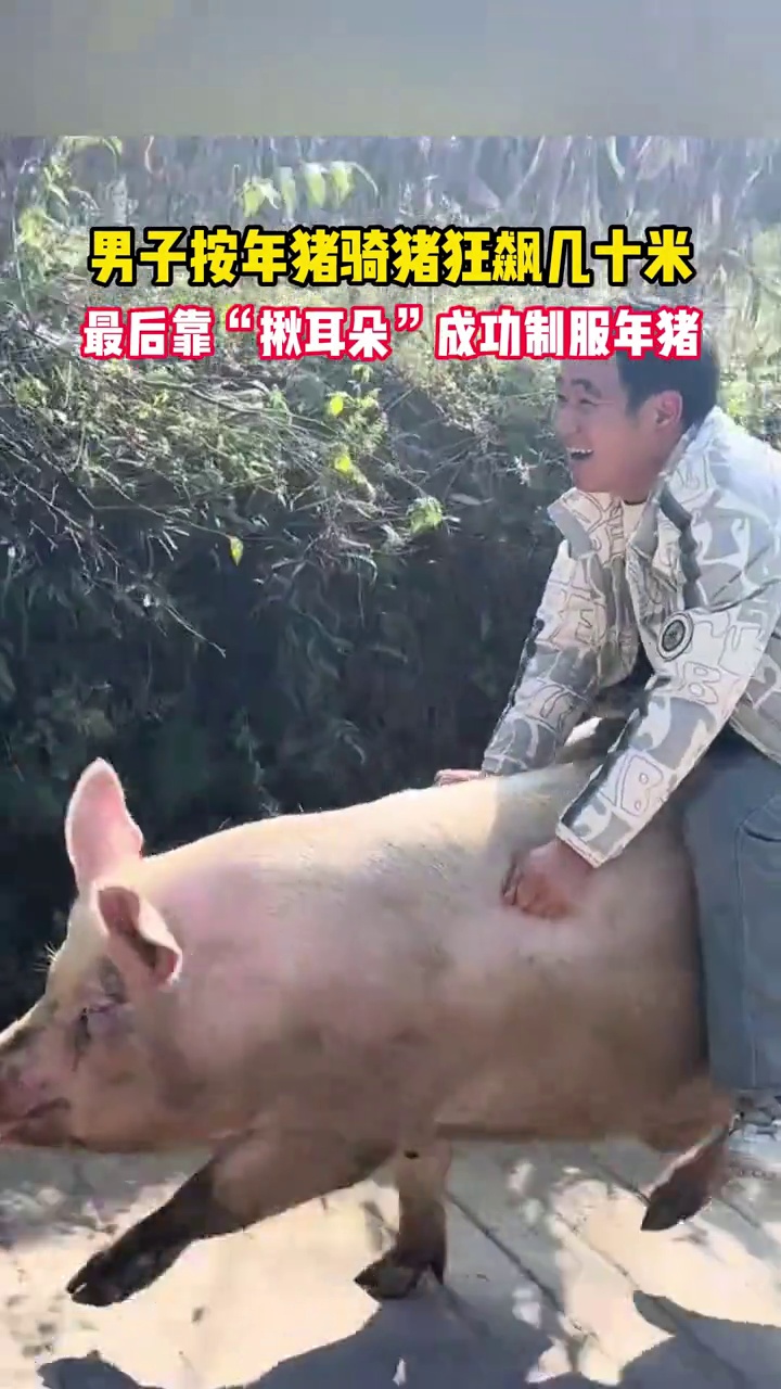 男子骑猪狂飙几十米 按年猪是个体力活