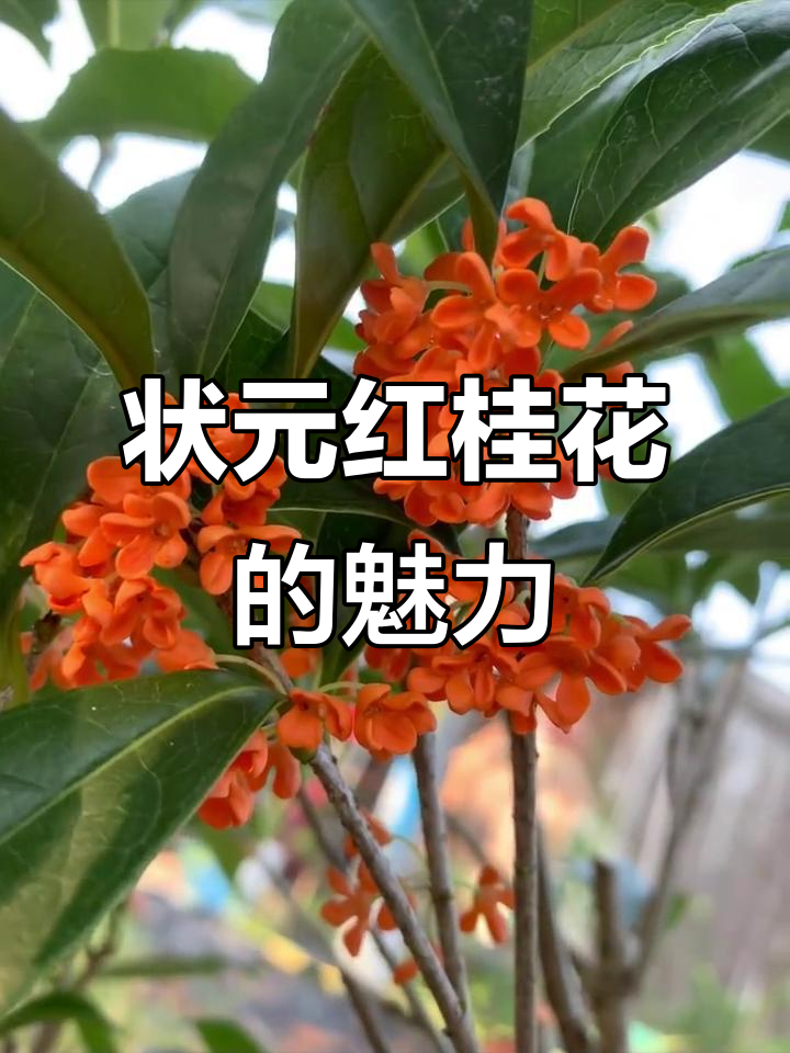 状元红:十月桂花中的瑰宝,诗意与甜蜜的邂逅