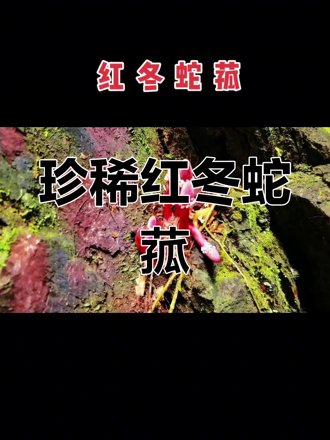 红冬蛇菰,珍贵草药,活血解毒,疗效显著