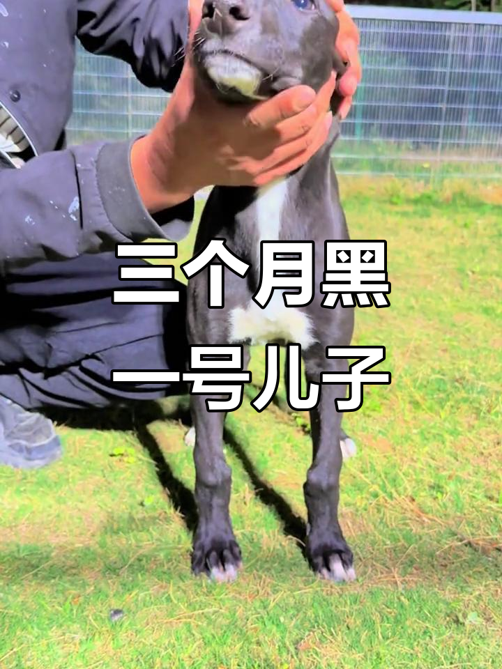 三个月大的格力犬宝宝,萌态十足!