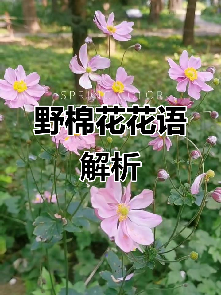 野棉花象征纯洁心灵,见花即喜