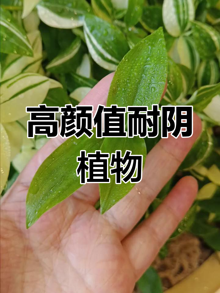 青白玉吊兰,室内颜值担当