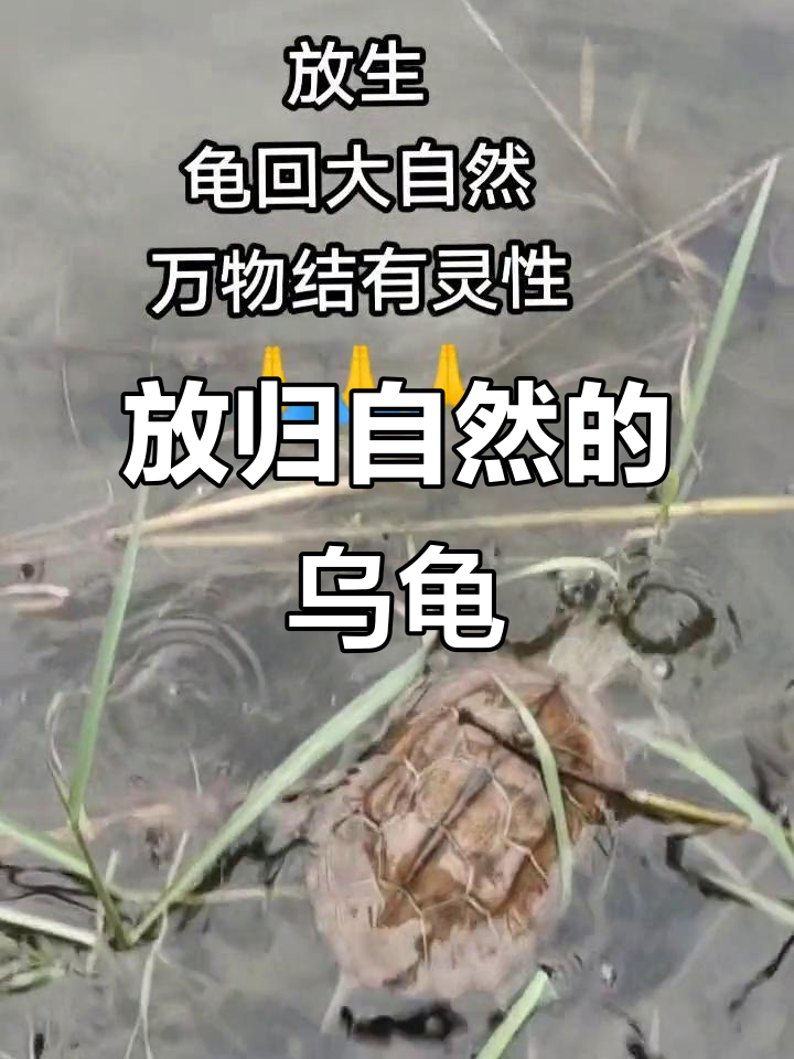 放生龟龟,回归自然,万物皆有灵性