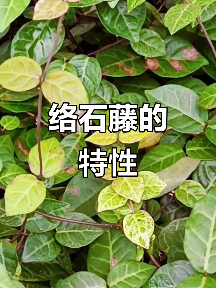 络石藤,夹竹桃科植物,攀援性强
