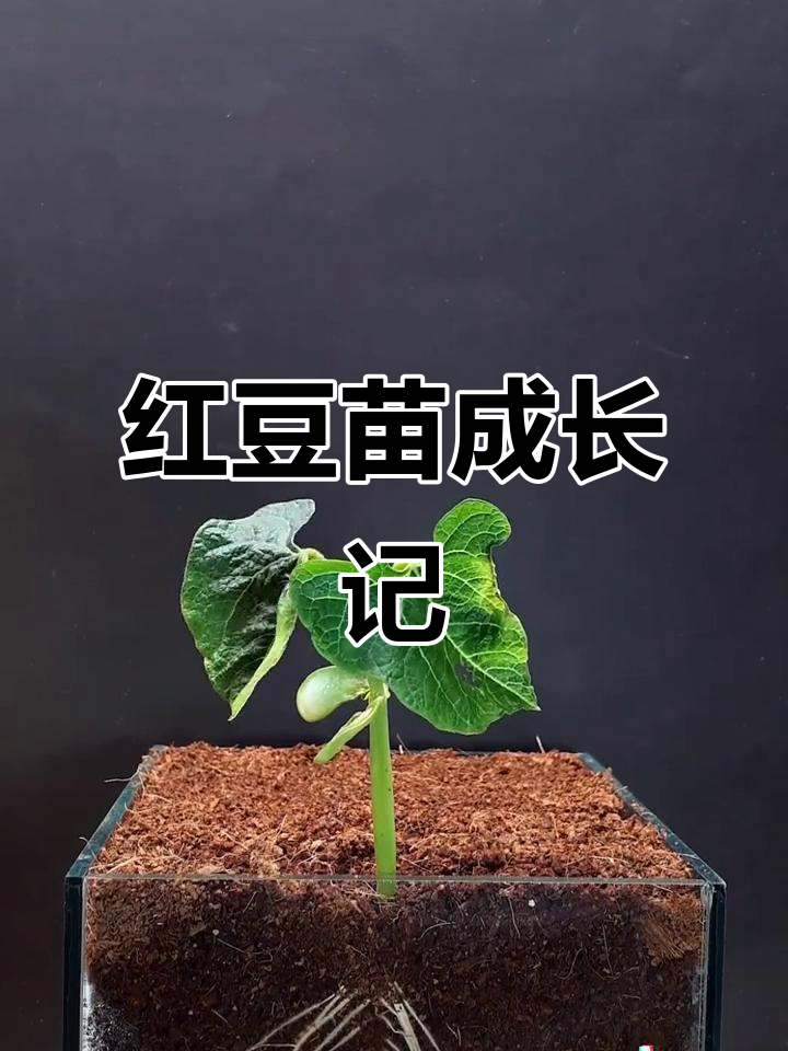 红豆苗生长全过程,阳台种植的延时拍摄