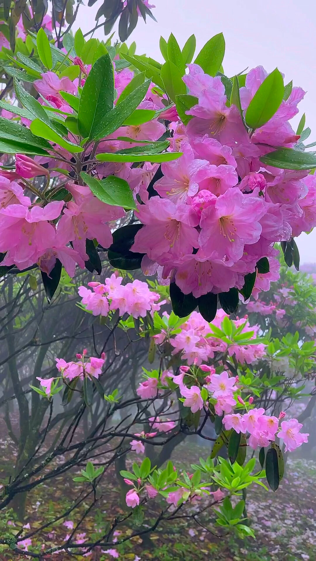 灿若云霞的高山云锦杜鹃,美不美你说吧!