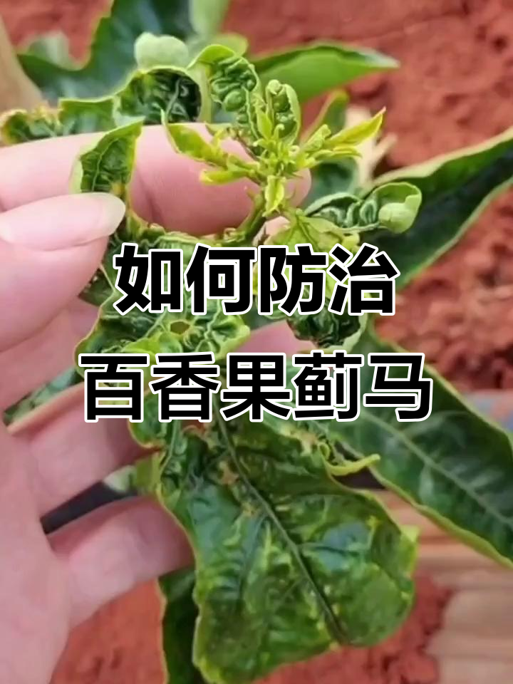 百香果蓟马危害大揭秘,如何应对?