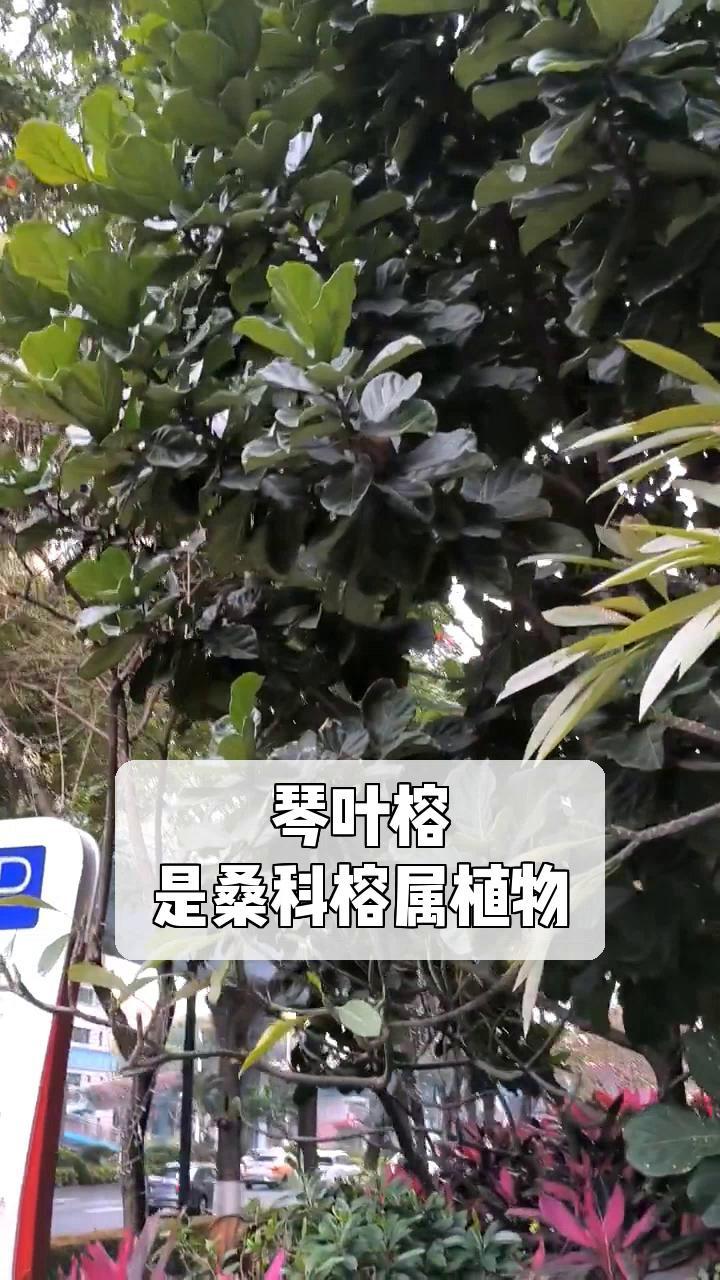 琴叶榕,是桑科榕属植物
