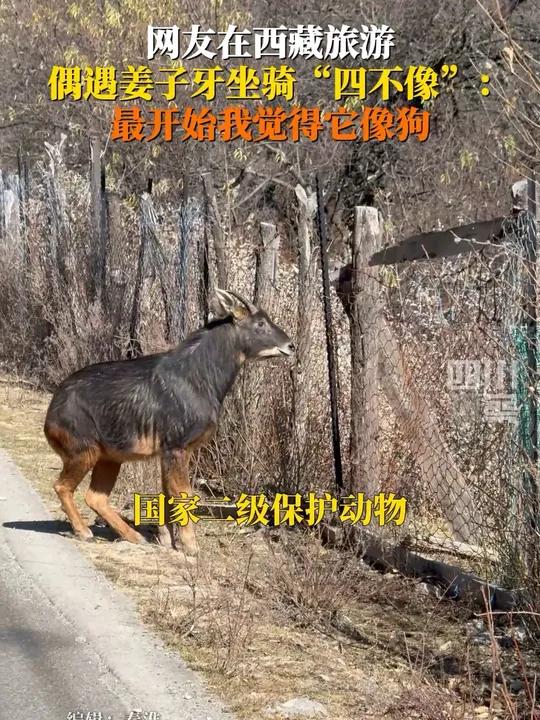 四不像,学名中华鬣羚.12 月16日,当事人回应说最开始还感觉它像狗!
