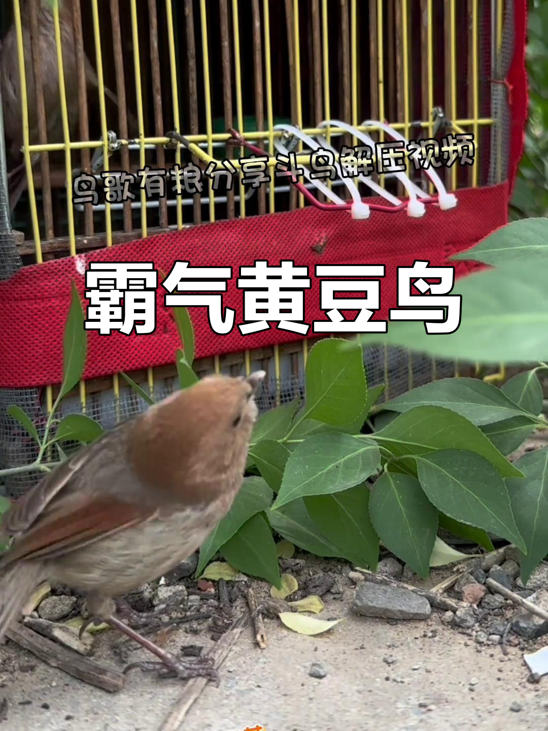 这只黄豆鸟,体型庞大,自信满满,叫声震撼!