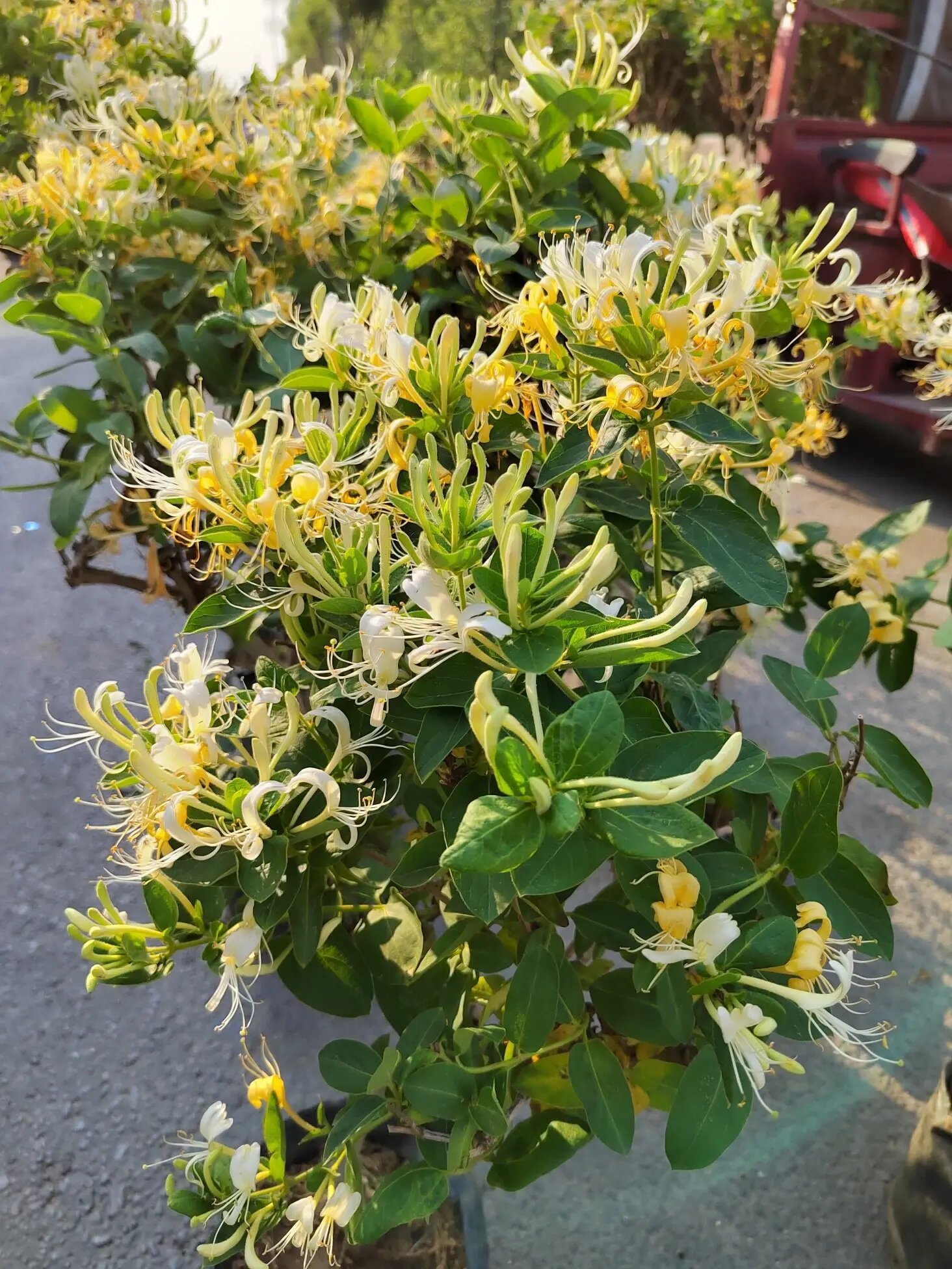 四季金银花 / 花开时节满园飘香