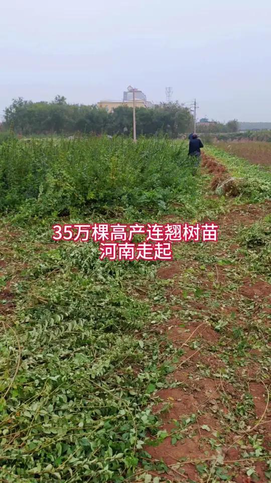 高产药用连翘树苗河南走起 连翘苗 药用连翘苗 连翘 连翘树苗种植基地