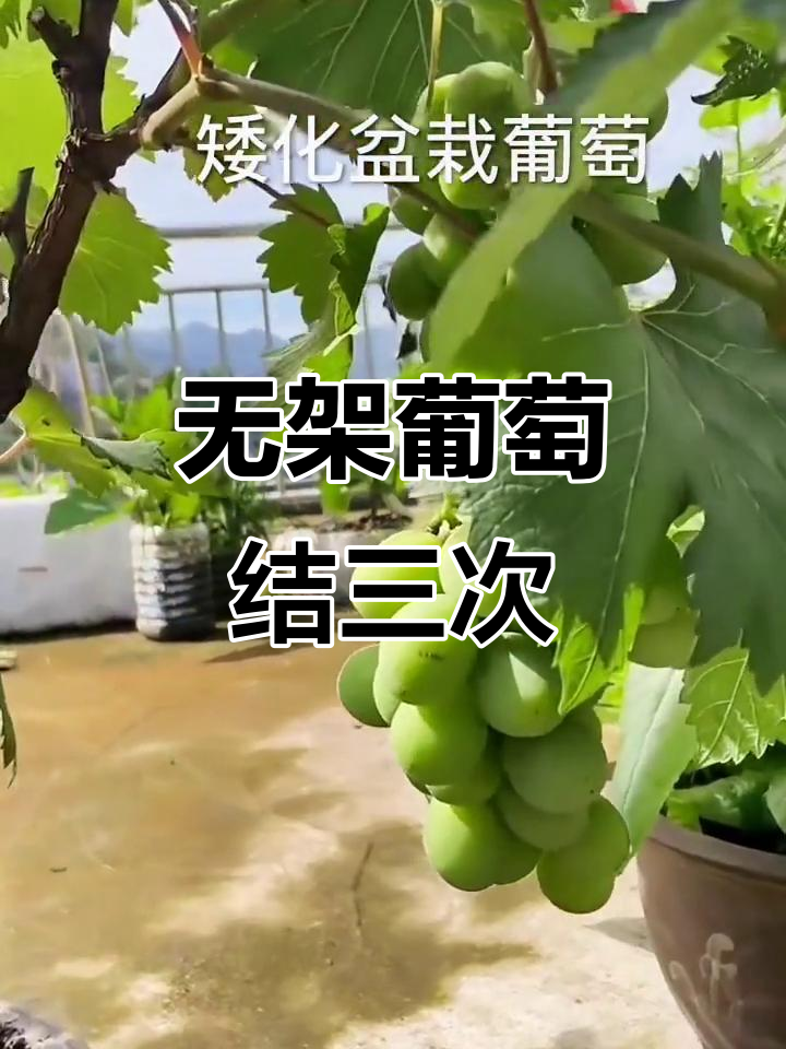 矮化盆栽葡萄,轻松种植高产无籽