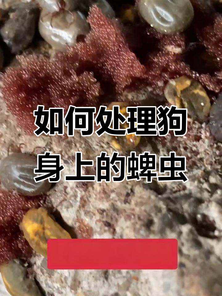 狗狗身上蜱虫怎么办?教你快速去除方法