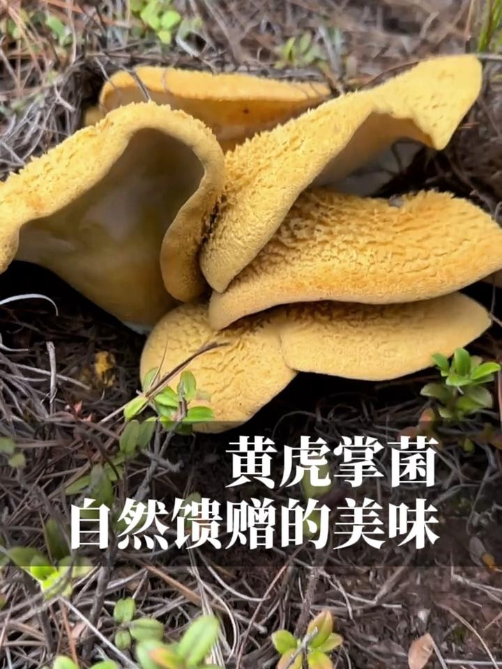 自然馈赠的美味黄虎掌菌,没有名气的大孢地花孔菌