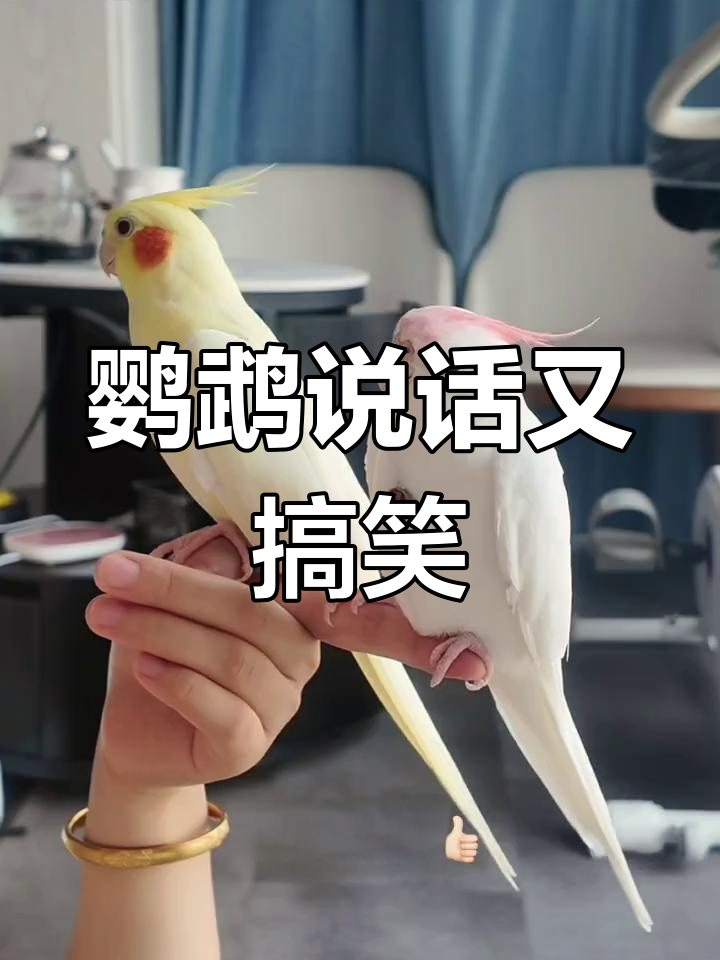 玄凤鹦鹉学舌,拉臭臭还自言自语