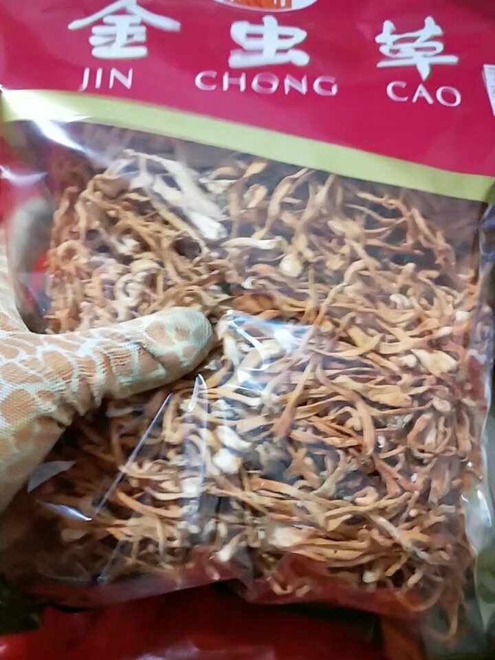 每天分享一味中药(金虫草)