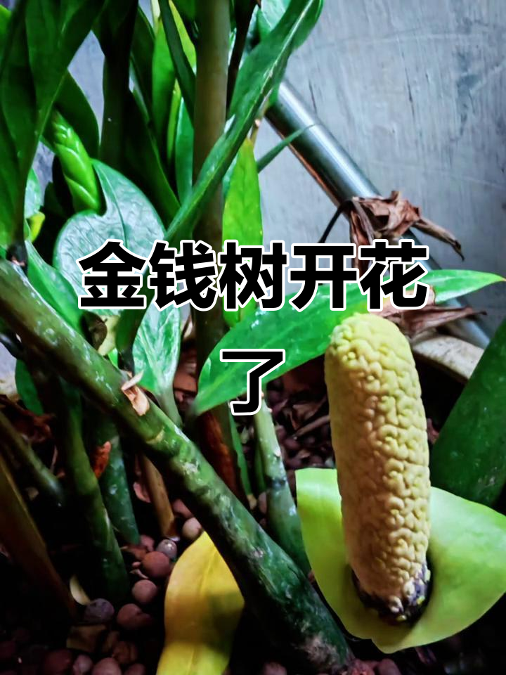 一年种金钱树,竟然开花!第一次见这么美的雪铁芋