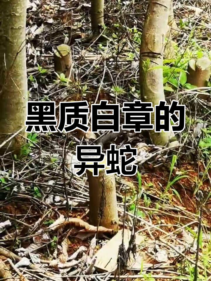 黑白相间的蛇图片