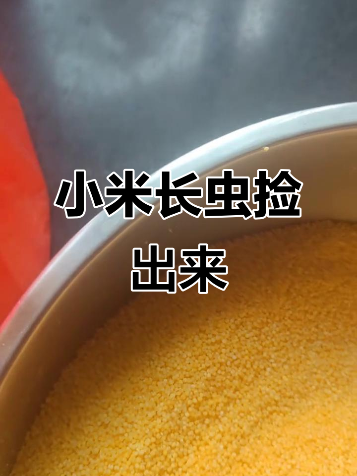 小米生虫了,挑出虫子继续吃,不能浪费粮食