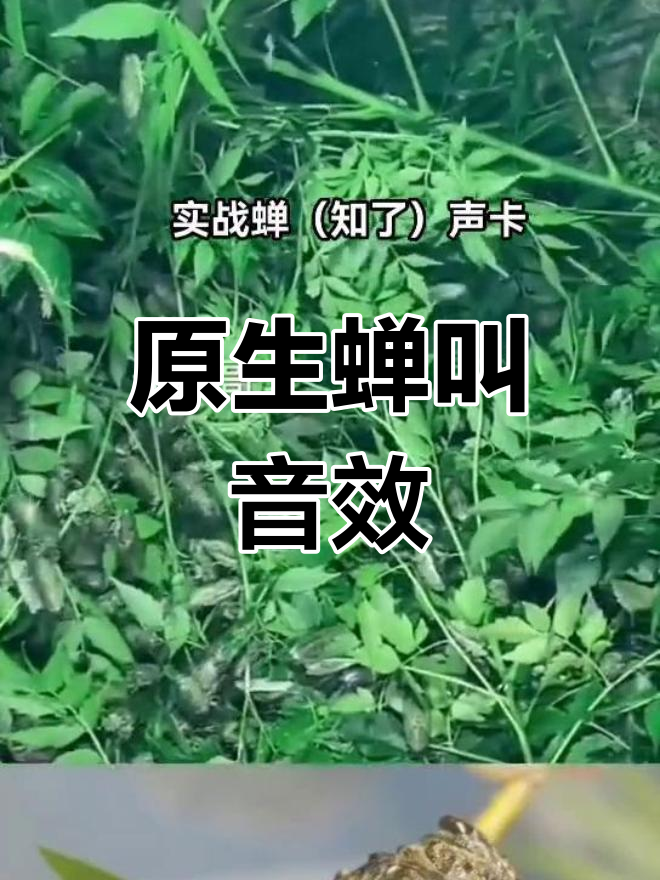 蝉鸣声原音,南方知了叫声