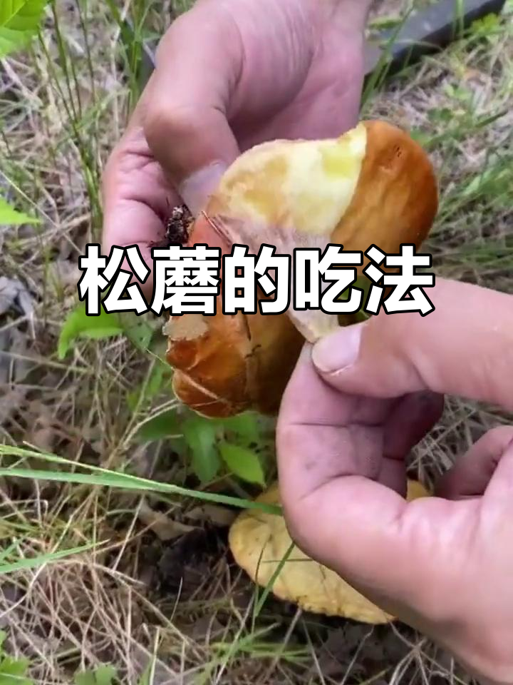尝试松蘑,口感滑嫩,但需剥皮食用才安全